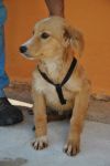 gemelli_isernia1