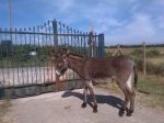 ginetto_portiere_24671136_n