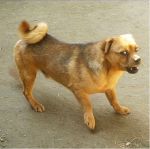gingillo2