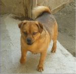 gingillo3
