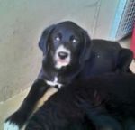 giove_cucciolo1