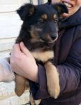 gipsy_birba1