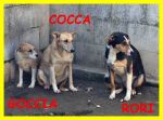 goccia-cocca-rori