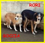 goccia-cocca-rori_1
