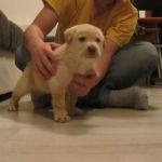 gold_testimonianza4