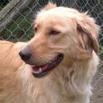golden_2anni