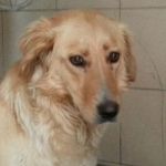 golden_2anni2