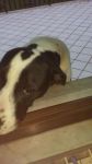 incrocio_dogo1