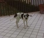 incrocio_dogo2