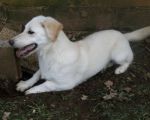 incrocio_labrador