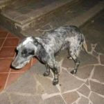 iris_setter