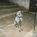 iris_setter1