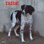 iside_cucciole1