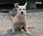 isotta_pet_village_2