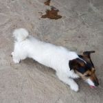 jackrusselterrier1