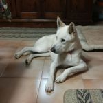 jerico_testimonianza_2