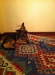 kira_testimonianza2