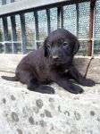 kuma_maschio_copy