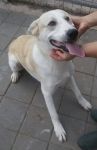 lapo_3