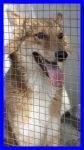 lassie2