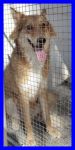 lassie3