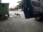 lavinionew1