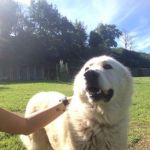 leo3