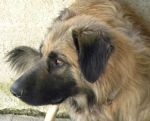 leone_quintomondo_1