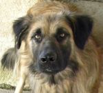 leone_quintomondo_2