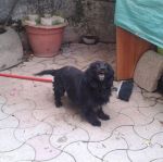 leone_volpino3