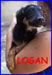 logan