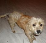 lolina1