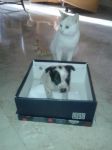 macchia_cucciolo1
