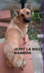 mamma_cuccioli_caserta4