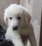 marley-1
