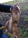 martinox