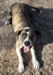 mia_pit_1