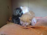 micini_mamme_3