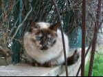 micio8