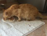 micio_fabrizio_1