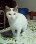 micio_mio1