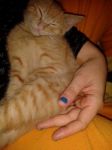 micio_rosso1