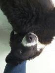 mila_e_muriel_dal_veterinario_201610013_3