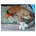 milla_testimonianza1