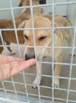 mix_sharpei1