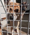 mix_sharpei2