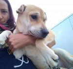 mix_sharpei3