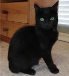 morgana_2_copy