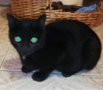 morgana_3_copy