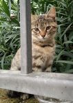 muna_tommy_1